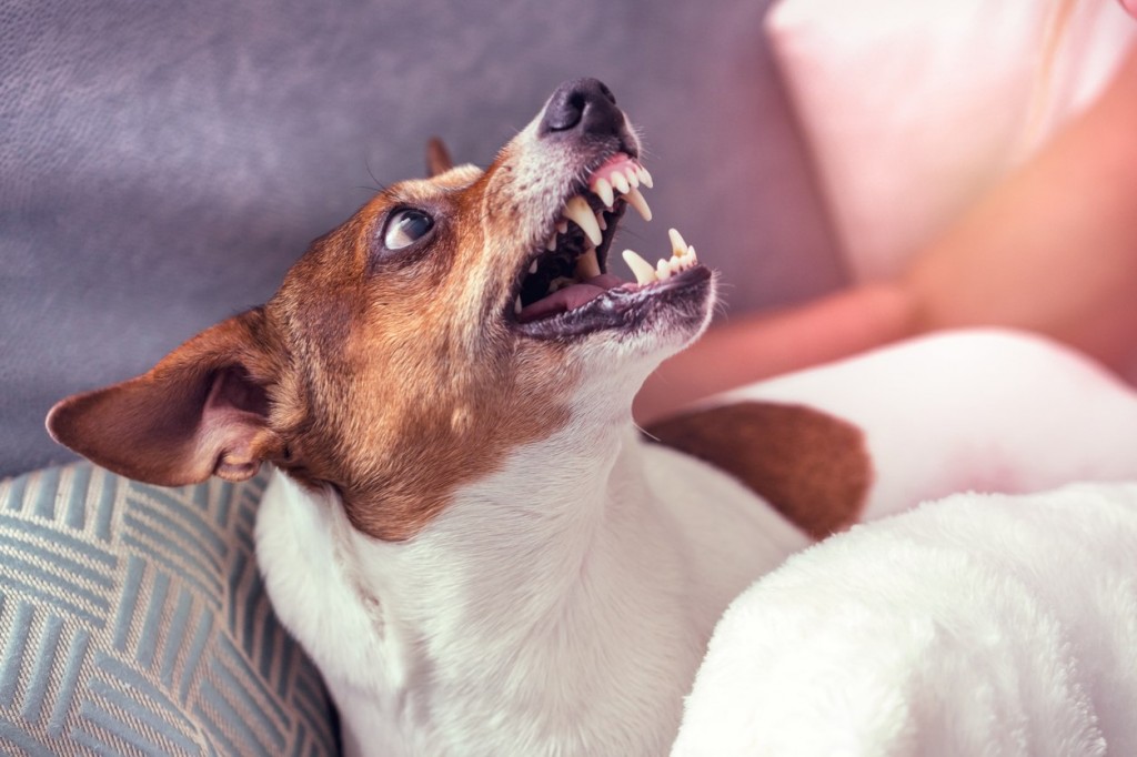 Why Dog Bites Increased During COVID-19